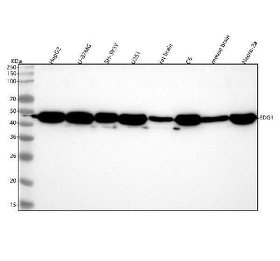 Anti-EDG1 S1PR1 Rabbit Monoclonal Antibody Boster Bio