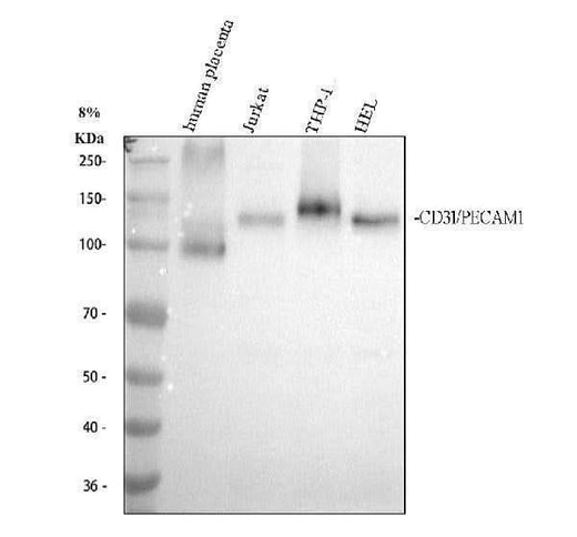 Anti-CD31 PECAM1 Rabbit Monoclonal Antibody Boster Bio