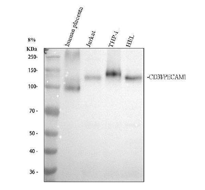 Anti-CD31 PECAM1 Rabbit Monoclonal Antibody Boster Bio