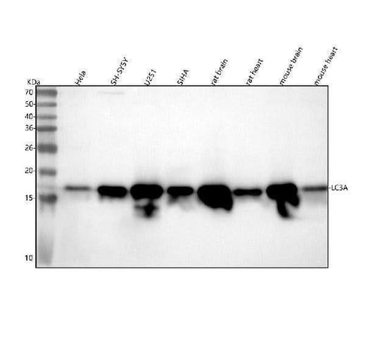 Anti-MAP1LC3A/Lc3A Rabbit Monoclonal Antibody Boster Bio