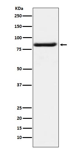 Anti-Bag3 Monoclonal Antibody Boster Bio