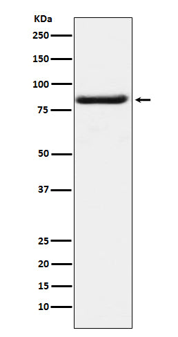 Anti-Bag3 Monoclonal Antibody Boster Bio