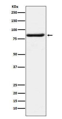 Anti-Bag3 Monoclonal Antibody Boster Bio