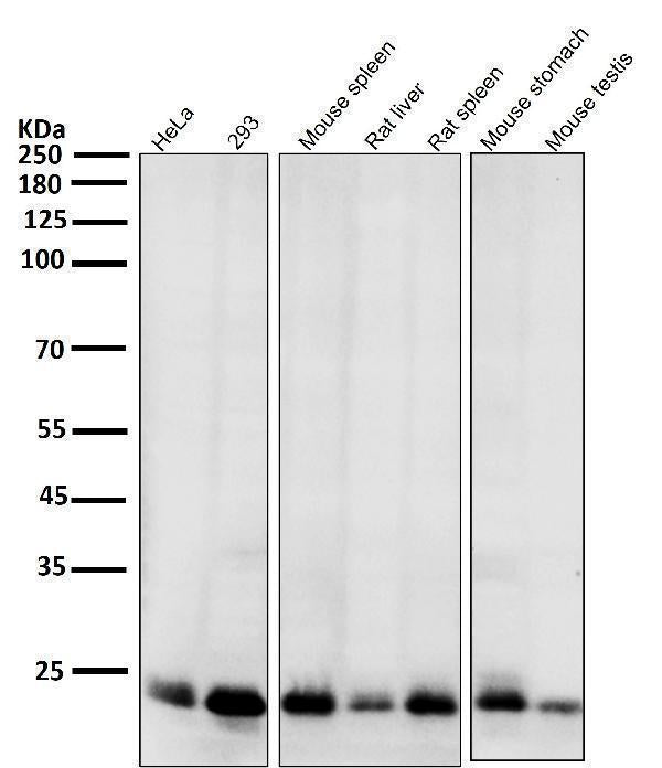Anti-Bim BCL2L11 Rabbit Monoclonal Antibody Boster Bio