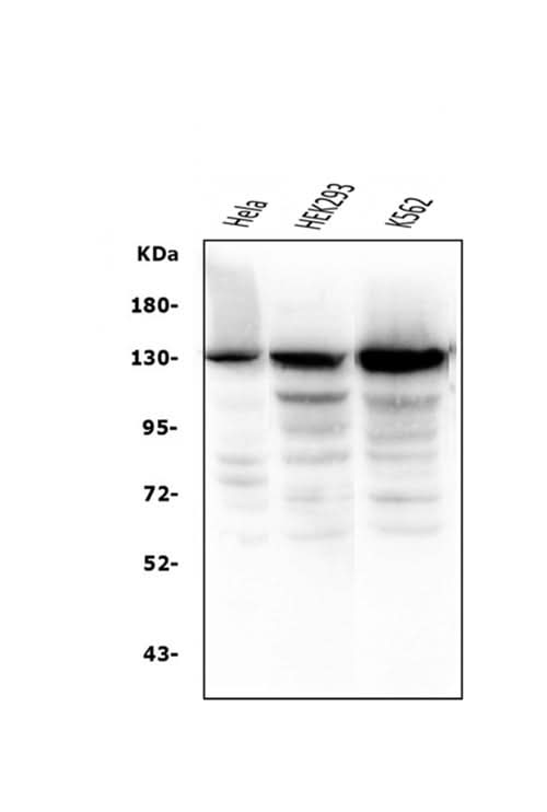 Anti-BubR1/BUB1B Antibody Picoband® (monoclonal, 8B3 Boster Bio