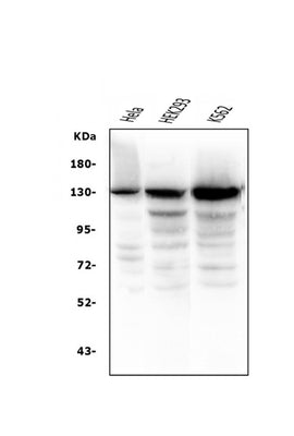Anti-BubR1/BUB1B Antibody Picoband® (monoclonal, 8B3 Boster Bio