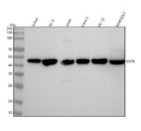 Anti-Oxytocin Receptor Rabbit Monoclonal Antibody Boster Bio
