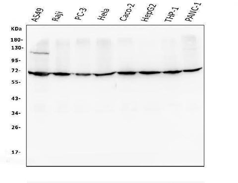 Anti-AIF/AIFM1 Antibody Picoband® (monoclonal, 2I5 Boster Bio