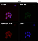 Anti-AIF AIFM1 Rabbit Monoclonal Antibody Boster Bio