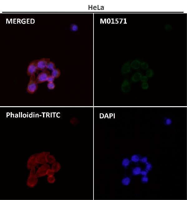 Anti-AIF AIFM1 Rabbit Monoclonal Antibody Boster Bio