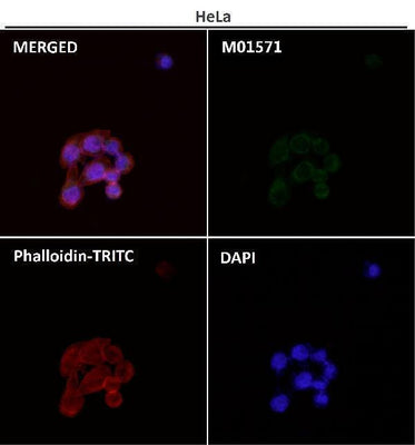 Anti-AIF AIFM1 Rabbit Monoclonal Antibody Boster Bio