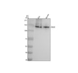 Anti-CD22/Siglec 2 Rabbit Monoclonal Antibody Boster Bio