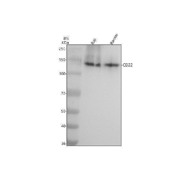 Anti-CD22/Siglec 2 Rabbit Monoclonal Antibody Boster Bio