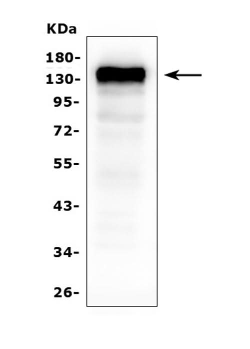 Anti-CD22 Antibody Picoband® (monoclonal, 5E7 Boster Bio