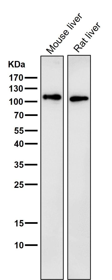 Anti-LAMP2a Rabbit Monoclonal Antibody Boster Bio