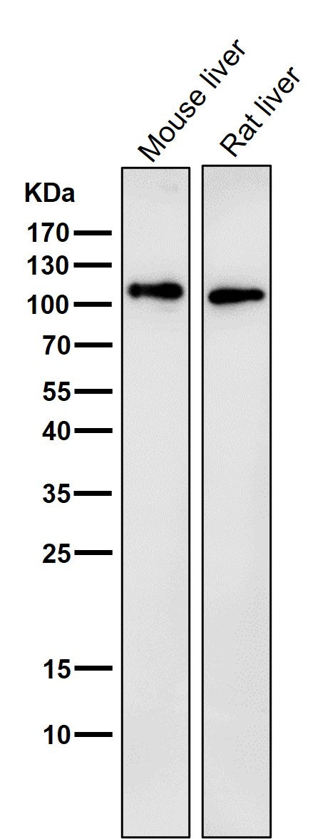 Anti-LAMP2a Rabbit Monoclonal Antibody Boster Bio