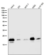 Anti-Caveolin-2 CAV2 Rabbit Monoclonal Antibody Boster Bio