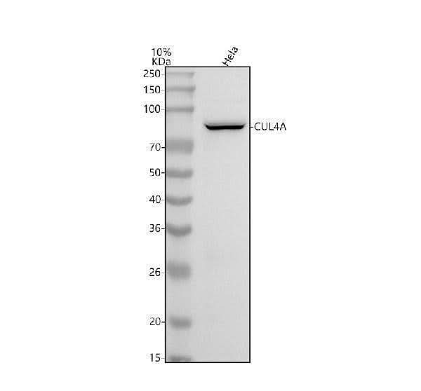 Anti-Cullin4A Monoclonal Antibody Boster Bio