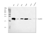 Anti-Claudin 1 CLDN1 Rabbit Monoclonal Antibody Boster Bio