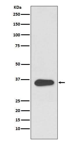 Anti-ATF1 Rabbit Monoclonal Antibody Boster Bio