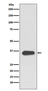 Anti-ATF1 Rabbit Monoclonal Antibody Boster Bio