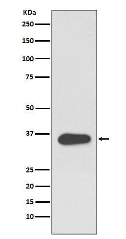 Anti-ATF1 Rabbit Monoclonal Antibody Boster Bio