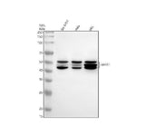 Anti-MEIS1 Monoclonal Antibody Boster Bio