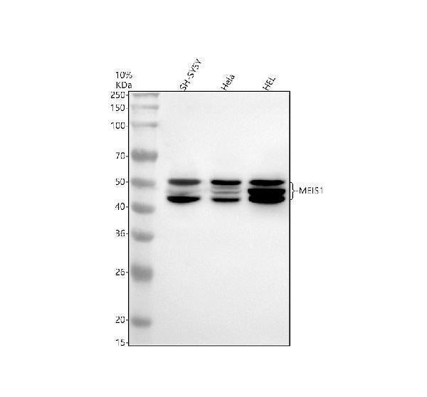 Anti-MEIS1 Monoclonal Antibody Boster Bio