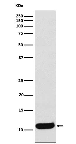 Anti-CCL19 Rabbit Monoclonal Antibody Boster Bio