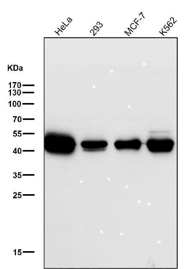 Anti-NEK2 Rabbit Monoclonal Antibody Boster Bio