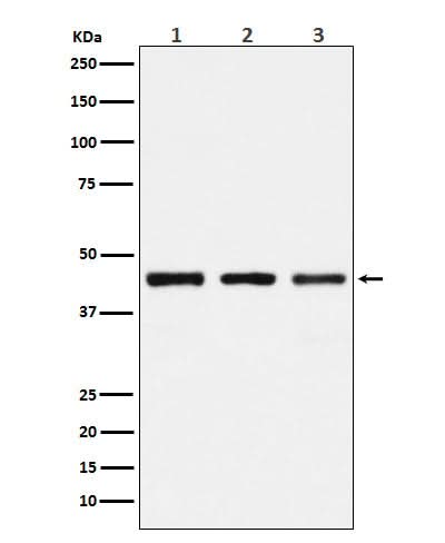 Anti-PGD Rabbit Monoclonal Antibody Boster Bio