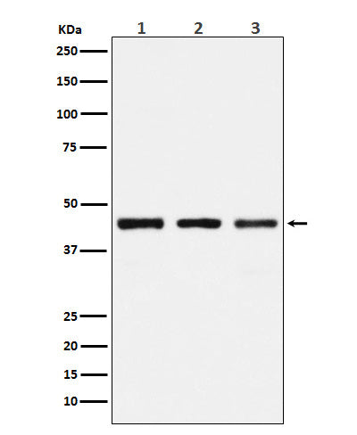 Anti-PGD Rabbit Monoclonal Antibody Boster Bio