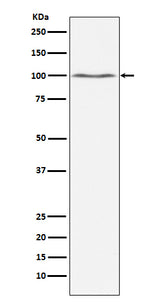 Anti-Dynamin 2 Monoclonal Antibody Boster Bio