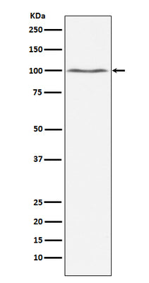 Anti-Dynamin 2 Monoclonal Antibody Boster Bio