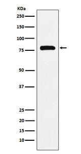 Anti-PAF1 Rabbit Monoclonal Antibody Boster Bio