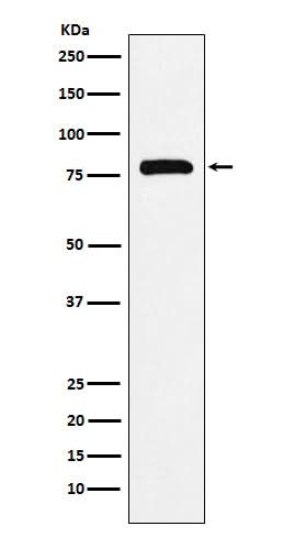 Anti-PAF1 Rabbit Monoclonal Antibody Boster Bio