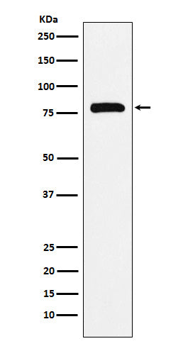 Anti-PAF1 Rabbit Monoclonal Antibody Boster Bio