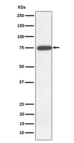 Anti-GNE Rabbit Monoclonal Antibody Boster Bio