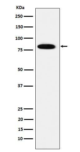 Anti-MCM7 Rabbit Monoclonal Antibody Boster Bio