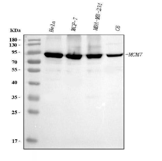 Anti-MCM7 Antibody Picoband® (monoclonal, 3H11 Boster Bio