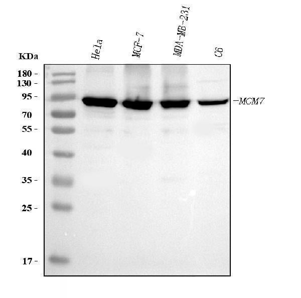 Anti-MCM7 Antibody Picoband® (monoclonal, 3H11 Boster Bio