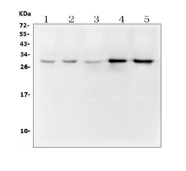 Anti-DCK Antibody Picoband® (monoclonal, 3G10 Boster Bio