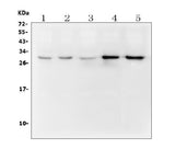 Anti-DCK Antibody Picoband® (monoclonal, 3G10 Boster Bio