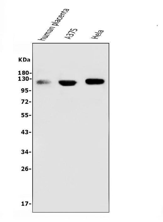 Anti-CD146/MCAM Antibody Picoband® (monoclonal, 2H12 Boster Bio