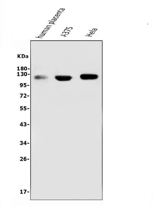 Anti-CD146/MCAM Antibody Picoband® (monoclonal, 2H12 Boster Bio