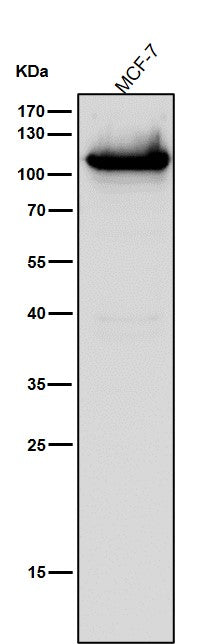 Anti-DNA Ligase IV Rabbit Monoclonal Antibody Boster Bio