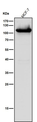 Anti-DNA Ligase IV Rabbit Monoclonal Antibody Boster Bio