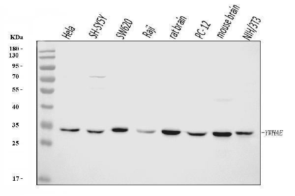 Anti-YWHAE Antibody Picoband® (monoclonal, 3G11G2 Boster Bio