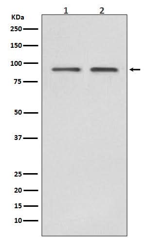 Anti-Hsp90 beta HSP90AB1 Rabbit Monoclonal Antibody Boster Bio