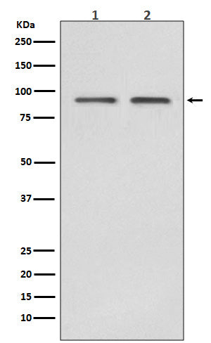Anti-Hsp90 beta HSP90AB1 Rabbit Monoclonal Antibody Boster Bio